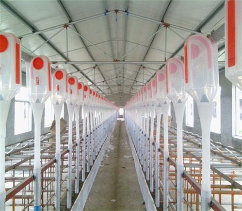  泊头市亚冠畜牧设备 农业机械 亚冠畜牧自动化养猪设备